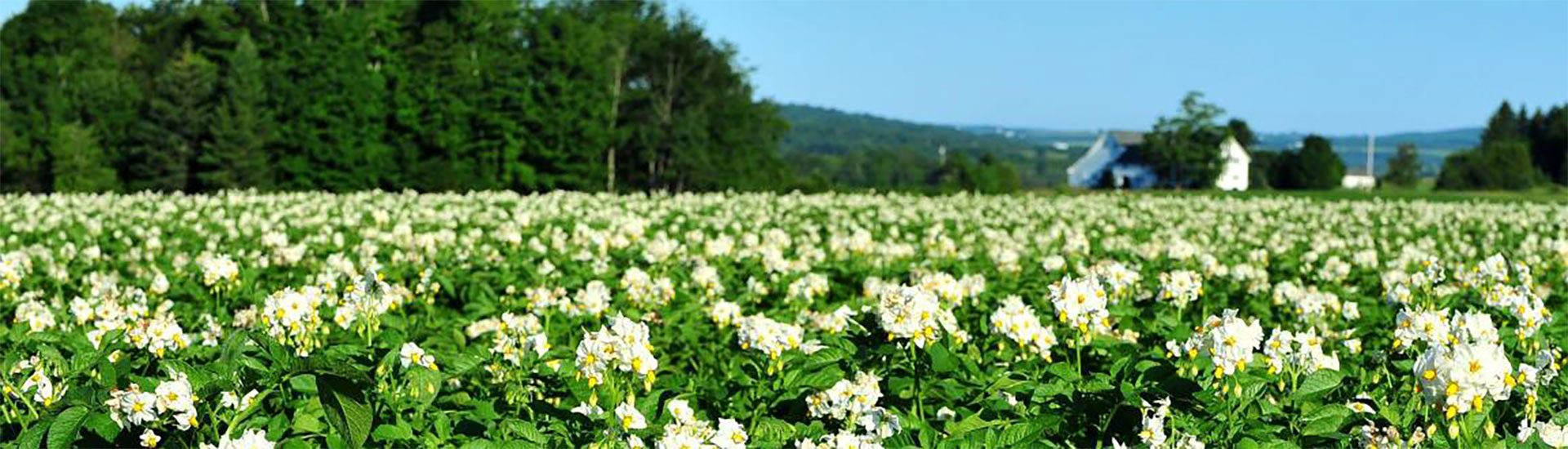 Maine Potato Blossom Festival, Fort Fairfield, Maine